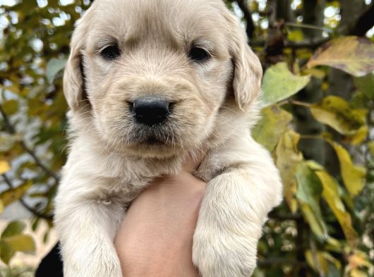 Bebek Yüzlü Golden Retriever Yavrular görsel