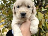 Bebek Yüzlü Golden Retriever Yavrular