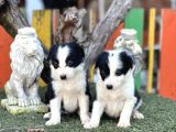 En Zeki Köpek Irkı Border Collie Yavrularımız