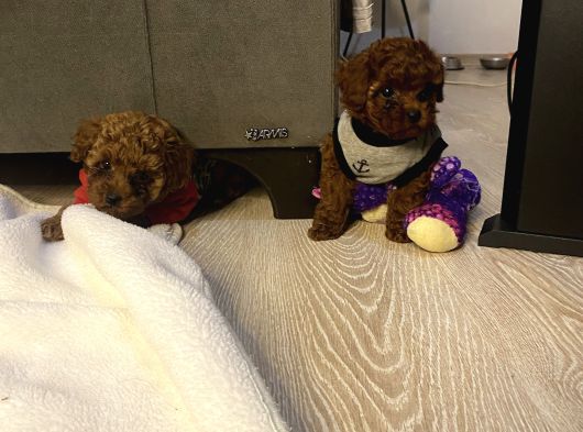 Ev Ortamında Bakılan Ped Eğitimli Aşılı Toy Poodle görsel