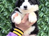 Zeka küpü Anatomi Harikası Border Collie Yavrular