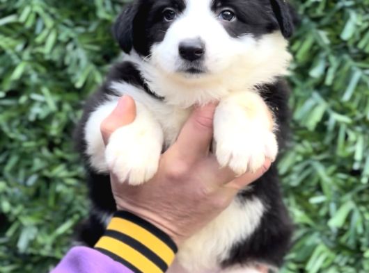 Zeka küpü Anatomi Harikası Border Collie Yavrular