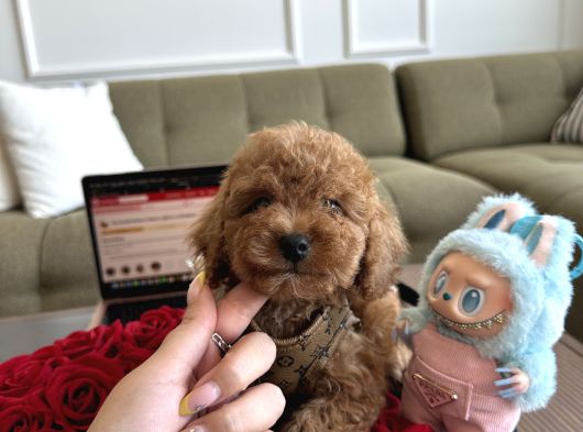 Bebek Suratlı Toypoodle Rio görsel