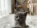 Mükemmel A Kalite British Shorthair Yavrularımız