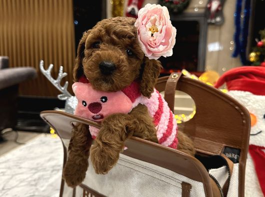 Prenses Toypoodle Leydi görsel