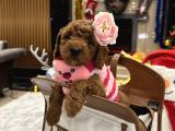 Prenses Toypoodle Leydi