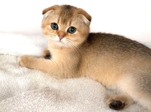Mükemmel A Kalite Scott Fold Yavrularımız görsel