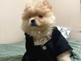 Üst Kali̇te Boo Yavrular