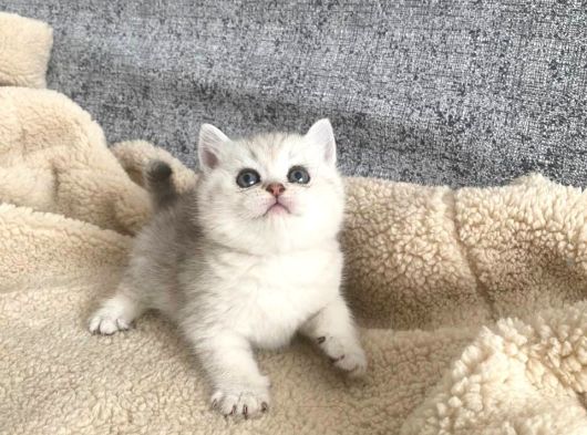 Bal Yanaklı Yavrumuz Yeni Sahibini Arıyor görsel