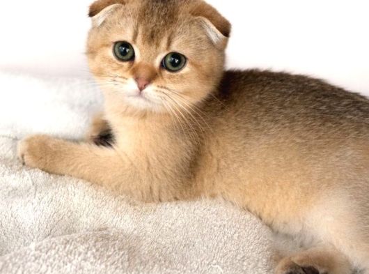 Yavrularımız A Kaliteli Scottish Fold Yavrularımız
