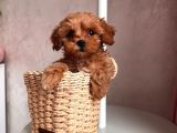 Toy Poodle Sevi̇mli̇ Yavrular Ev Üreti̇mi̇