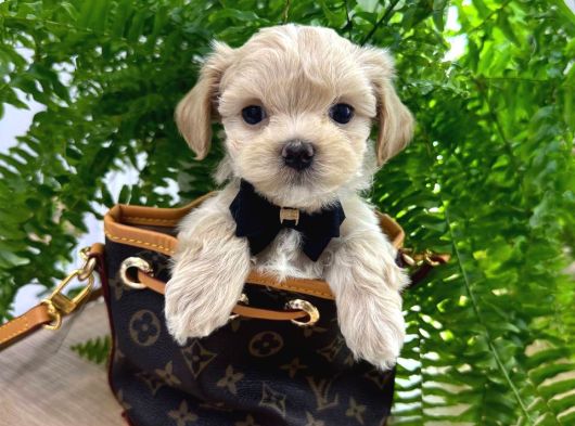 Malti̇poo Ci̇nsi̇ Yavrular Ev Üreti̇mi̇
