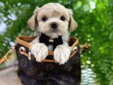 Malti̇poo Ci̇nsi̇ Yavrular Ev Üreti̇mi̇