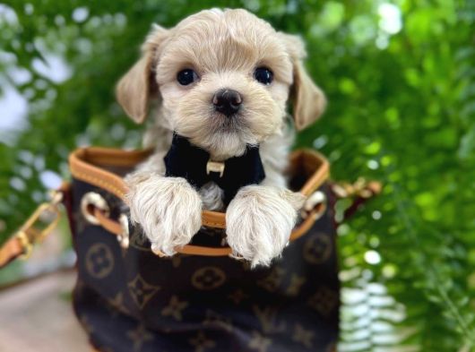 Malti̇poo Ci̇nsi̇ Yavrular Ev Üreti̇mi̇ görsel