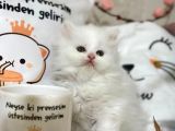 Bal Yanaklı Yavrumuz Yeni Sahibini Arıyor