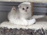 Yavrularımız A Kaliteli Scottish Fold Yavrularımız