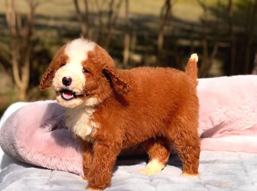 Dev Goldendoodle Yavrular görsel