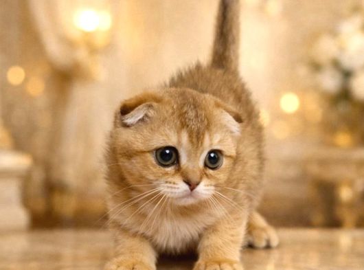 Yavrularımız A Kaliteli Scottish Fold Yavrularımız görsel