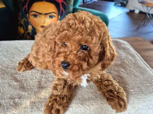 2 Aylık Safkan Toy Poodle Oğlumuz