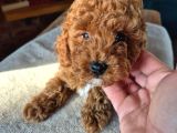 2 Aylık Safkan Toy Poodle Oğlumuz