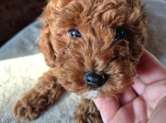 2 Aylık Safkan Toy Poodle Oğlumuz görsel
