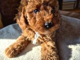 2 Aylık Safkan Toy Poodle Oğlumuz