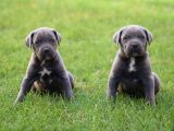 Dev Gibi Harika Anatomi Cane Corso Yavrular