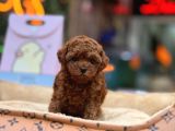 Teacup Poodle Yavrular