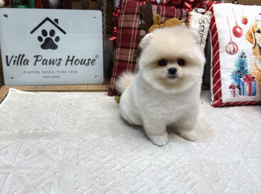 Ayı surat kore kan Pomeranian Boo