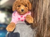 Poodle Yavrularımız