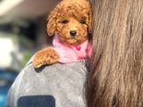 Poodle Yavrularımız