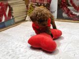 Kore Kan Poodle Yavru