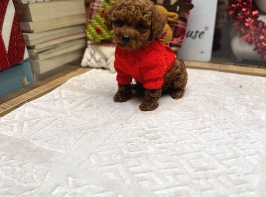 Kore Kan Poodle Yavru görsel
