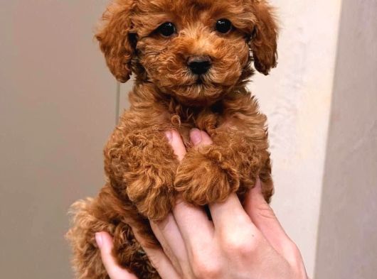 Ev Üretimi Toy Poodle Bebeklerimiz görsel