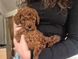 Ev Üretimi Toy Poodle Bebeklerimiz