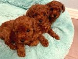 Ev Üretimi Toy Poodle Bebeklerimiz
