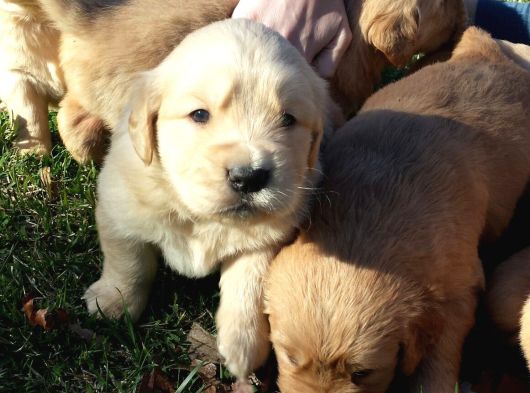 Golden Retriever Bebekler görsel