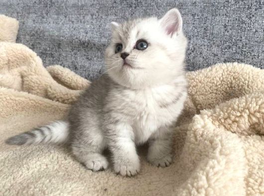 Bal Yanaklı Yavrumuz Yeni Sahibini Arıyor görsel