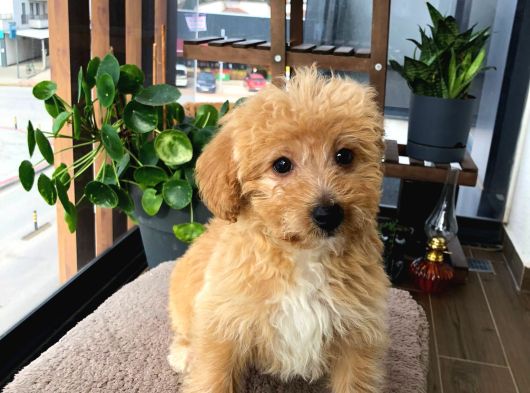 Ücretsi̇z Malti̇poo Bebek