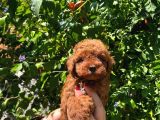 Teacup Toy poodle