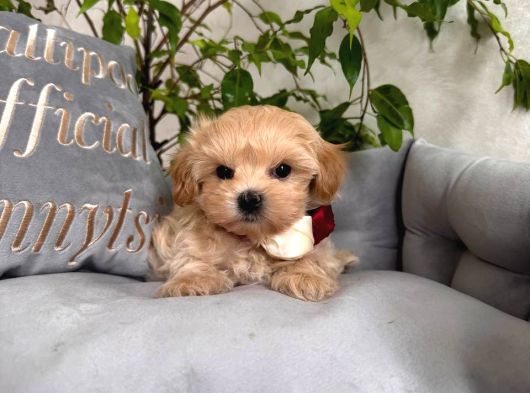 Malti̇poo Ci̇nsi̇ Yavrular Ev Üreti̇mi̇ görsel