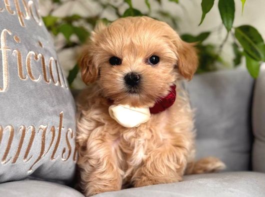 Malti̇poo Ci̇nsi̇ Yavrular Ev Üreti̇mi̇