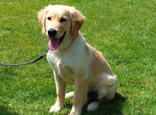 Bi̇r Bi̇ri̇nden Güzel Eği̇ti̇mli̇ Golden Retriever Yavrulari görsel
