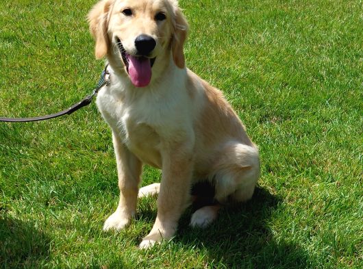 Bi̇r Bi̇ri̇nden Güzel Eği̇ti̇mli̇ Golden Retriever Yavrulari görsel