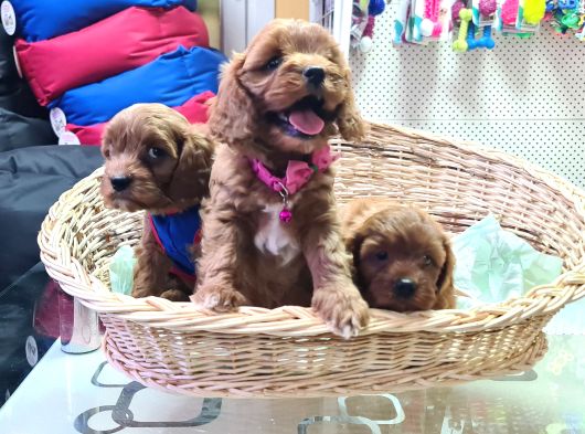 Gerçek A Kali̇te Cavapoo Yavrular görsel