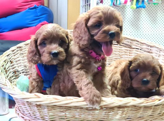 Gerçek A Kali̇te Cavapoo Yavrular görsel