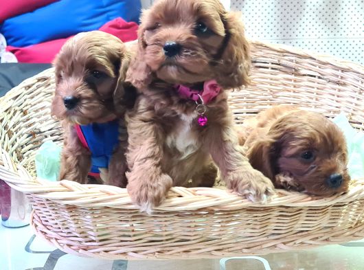 Gerçek A Kali̇te Cavapoo Yavrular görsel