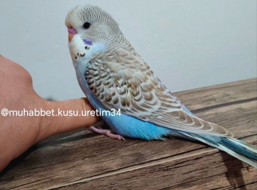 Ele Gelen Isırmayan Akıllı Muhabbet Kuşu görsel