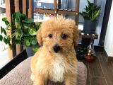 Ücretsi̇z Malti̇poo Bebek