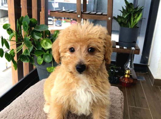 Ücretsi̇z Malti̇poo Bebek görsel